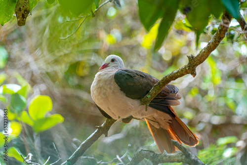 Mauritian pink pigeon perched nesting in dense forest foliage showing pink chest and tail feathers photo