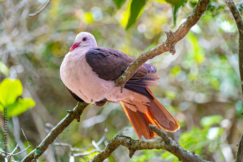 Mauritian pink pigeon perched nesting in dense forest foliage showing pink chest and tail feathers photo