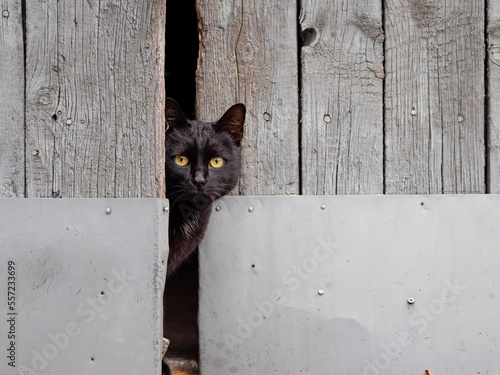 black cat in the doors