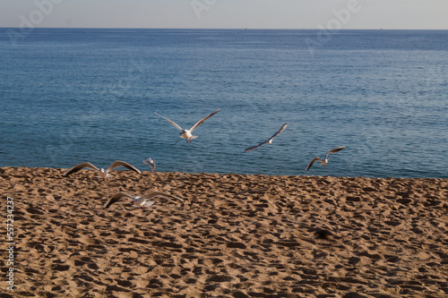 Möwen und Tauben am Strand in einer Bucht in Spanien