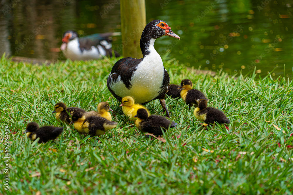 Mauritian muscovy ducklings native bird showing red markings and black white yellow and grey striped chest and tail feathers Mauritian muscovy ducklings native bird showing red markings and black white yellow and grey striped chest and tail feathers
