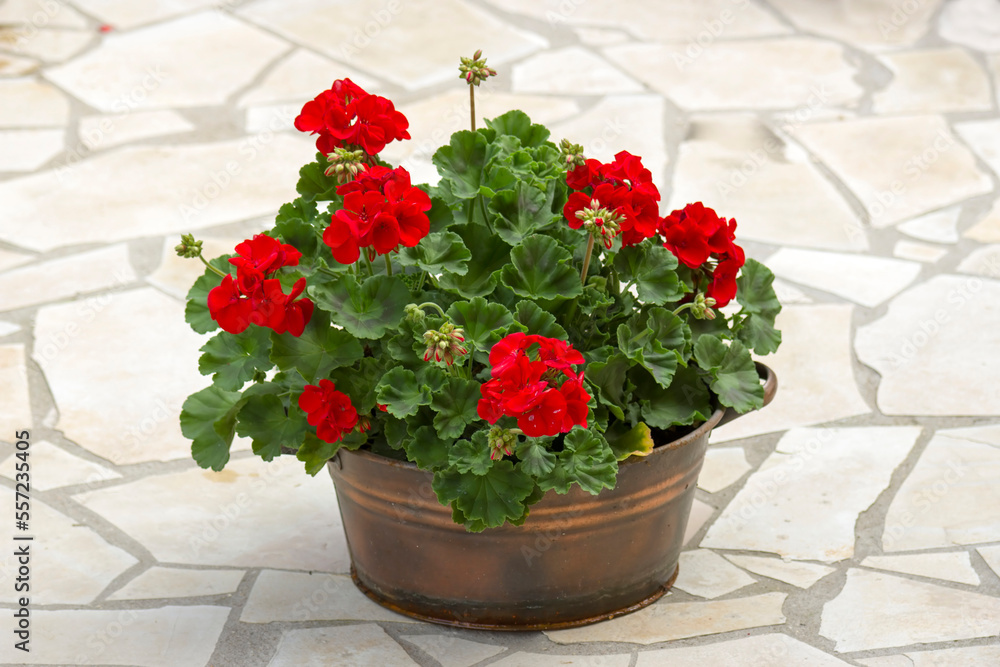 geranium zonal, pelargonium hortorum with red flowers