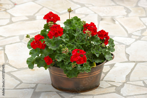 Obraz na płótnie geranium zonal, pelargonium hortorum with red flowers w salonie