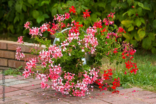 Fototapeta Naklejka Na Ścianę i Meble -  pink and red geranium in the garden - close up