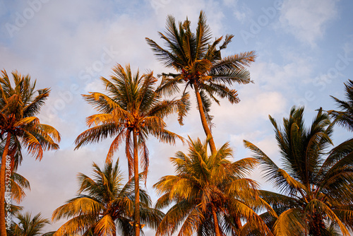 Palm Trees reflecting orange and yellow sunset