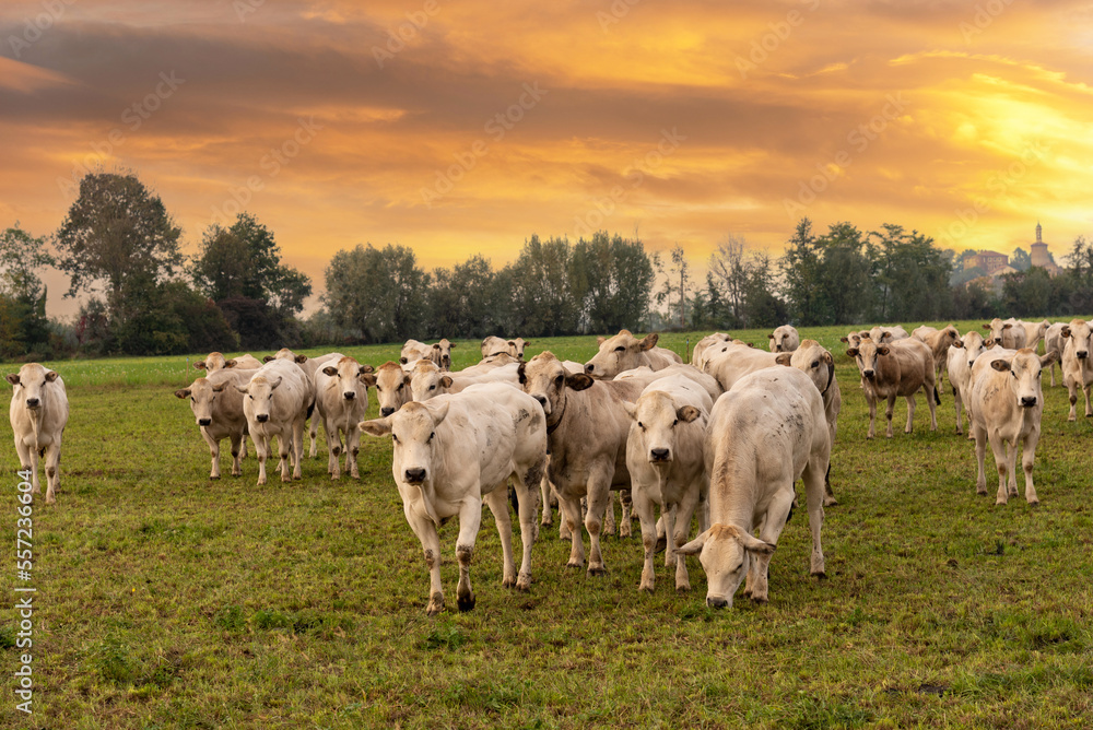 Fassona breed cows grazing on the countryside of the Italian Po valley at sunset with colorful cloudy sky in Fossano, province of Cuneo, Piedmont, Italy Fassona breed cows grazing on the countryside of the Italian Po valley at sunset with colorful cloudy sky in Fossano, province of Cuneo, Piedmont, Italy
