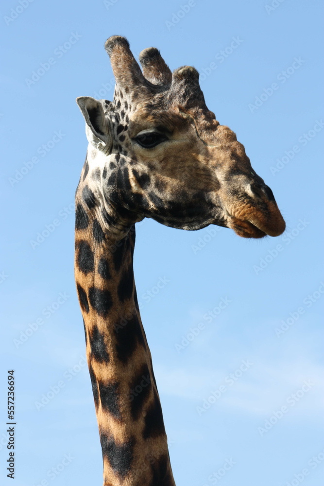 portrait of giraffe portrait of giraffe