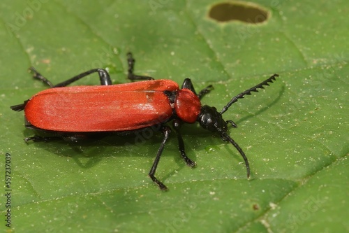 Closeup on a gorgeous red colored black headed cardinal beetle, Pyrochroa coccinea sitting on a green leaf