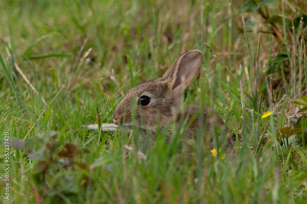 Fototapeta premium A young, wild rabbit peering through the grass. Lapin.