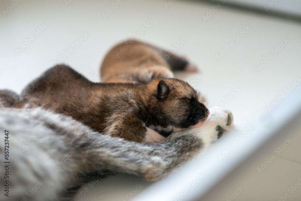 bébés akita dormant bébés akita dormant