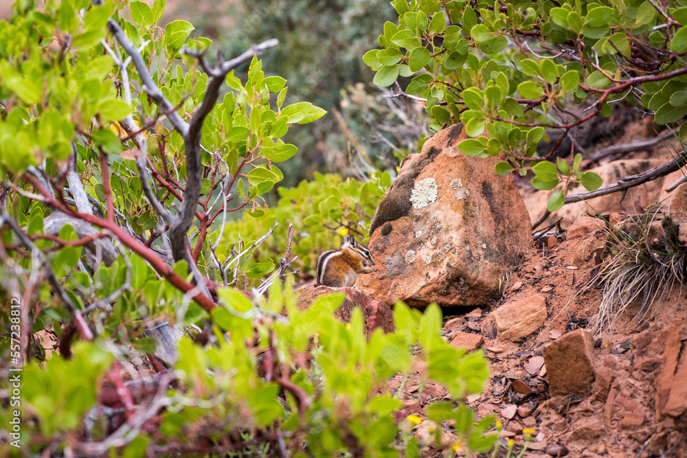 chipmunk eating on the top of a rock chipmunk eating on the top of a rock