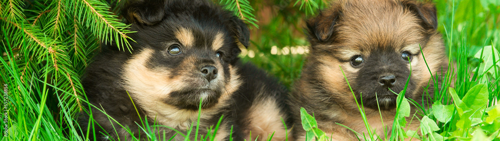Obraz premium Close-up portrait of two puppies sitting in the green grass. Outdoors from low angle view. Web banner.
