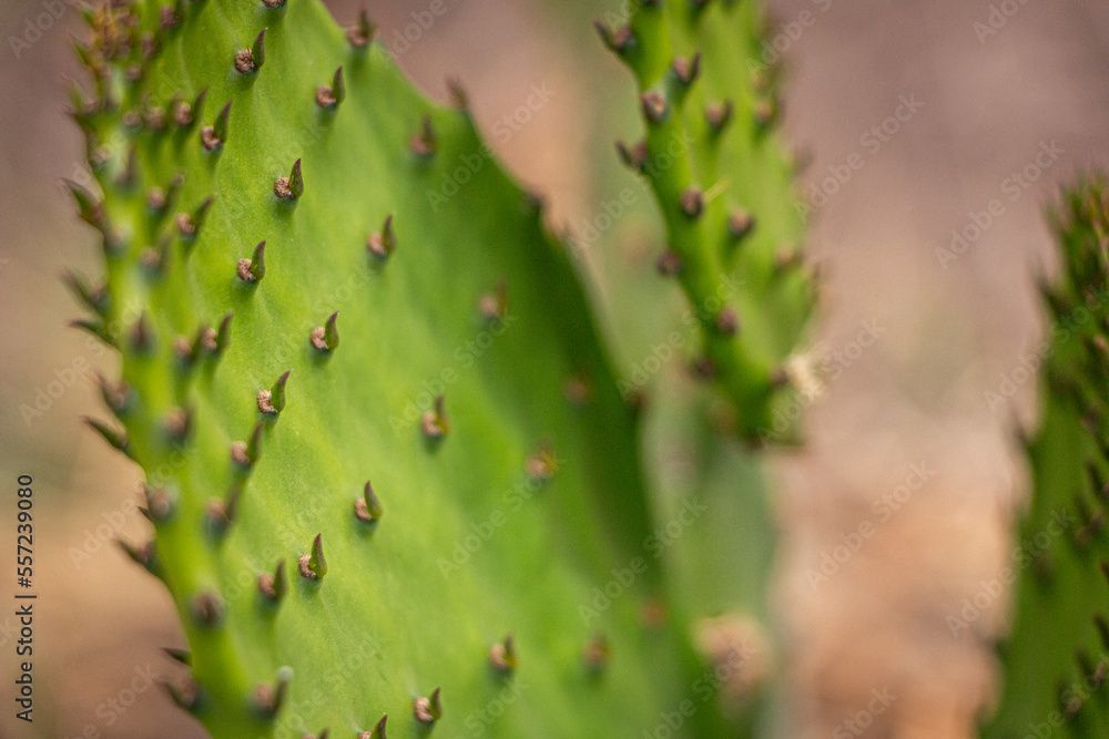 Nopal 2 Nopal 2