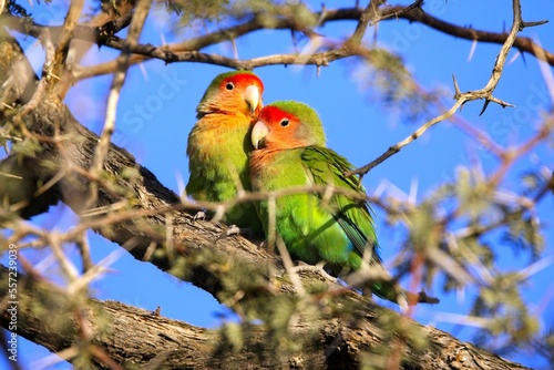 Canvas Print A couple of rosy-faced lovebird (Agapornis roseicollis), also known as the rosy-collared or peach-faced lovebird