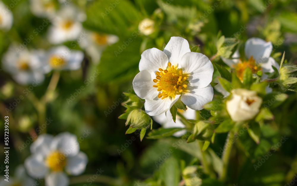 White flowers on strawberries in the vegetable garden. White flowers on strawberries in the vegetable garden.
