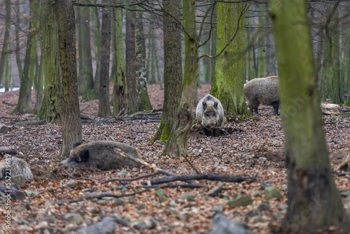 Wild boar - Sus scrofa - in the forest and by the in its natural habitat. Photo of wild nature.
