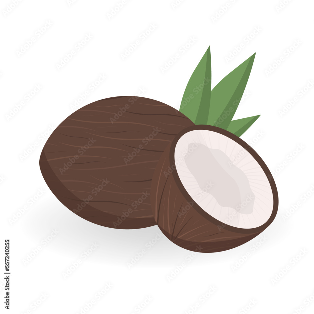 Fototapeta premium Realistic Detailed Brown Exotic Whole Coconut, Half and Green Leaf. Vector illustration of Fresh Tropical Fruit. 