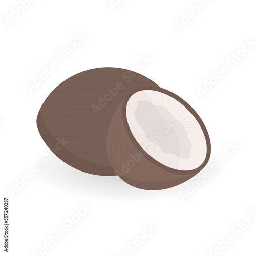 Fresh whole and a half coconut. vector illustration isolated on white background. 