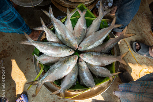 The Indian  Hilsa shad photo