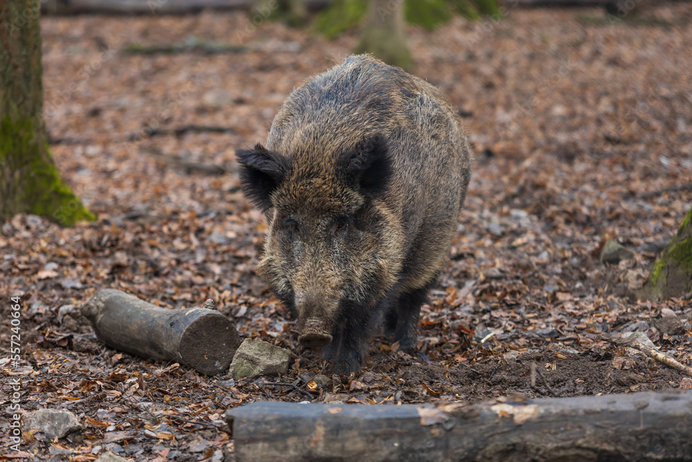 Wild boar - Sus scrofa - in the forest and by the in its natural habitat. Photo of wild nature. Wild boar - Sus scrofa - in the forest and by the in its natural habitat. Photo of wild nature.
