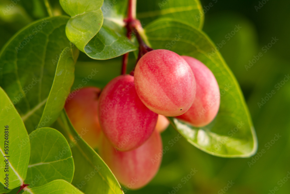 Caronda cherry Caronda cherry