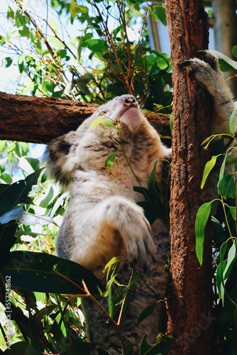 Photography Koala climbing