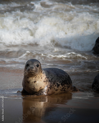 seal on the beach © Krzysztof Babiarz