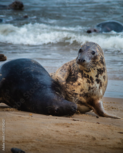 seal on the beach