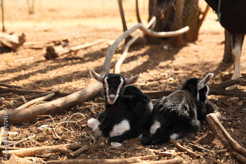 Baby Goats, goat kids on farm 