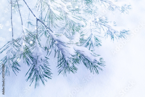  Coniferous spruce branch. Frozen winter forest with snow covered trees.