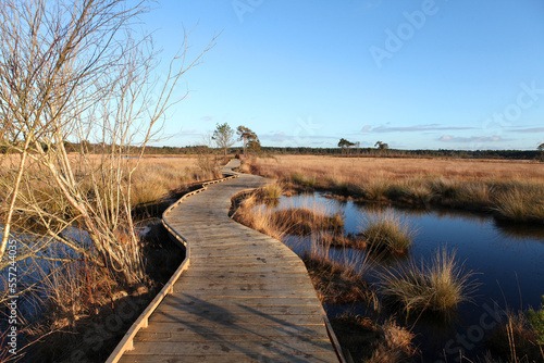 Obraz na plátně The restored boardwalk at Thursley Common, Surrey, after it was destroyed by wildfire during the pandemic
