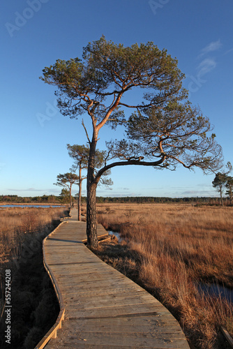 The restored boardwalk at Thursley Common, Surrey, after it was destroyed by wildfire during the pandemic.