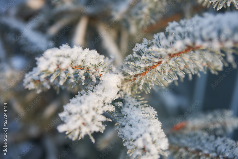 Winter. A fragment of a light blue spruce branch with frost on the needles. Close-up. Selective focus. Winter. A fragment of a light blue spruce branch with frost on the needles. Close-up. Selective focus.