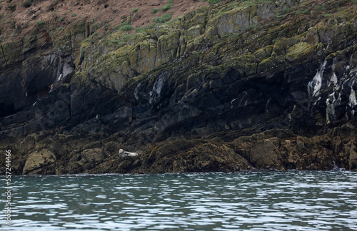Grey seal near Skomer Island, Pembrokeshire Coast National Park, Wales, United Kingdom