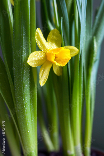 Yellow Narcissus flower