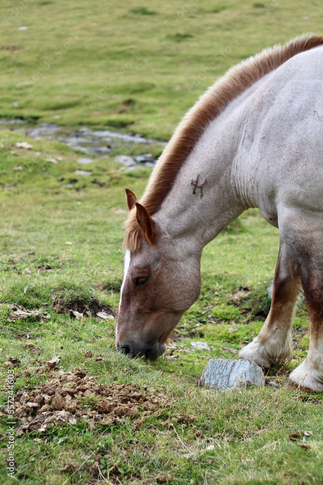 Fototapeta premium horse grazing
