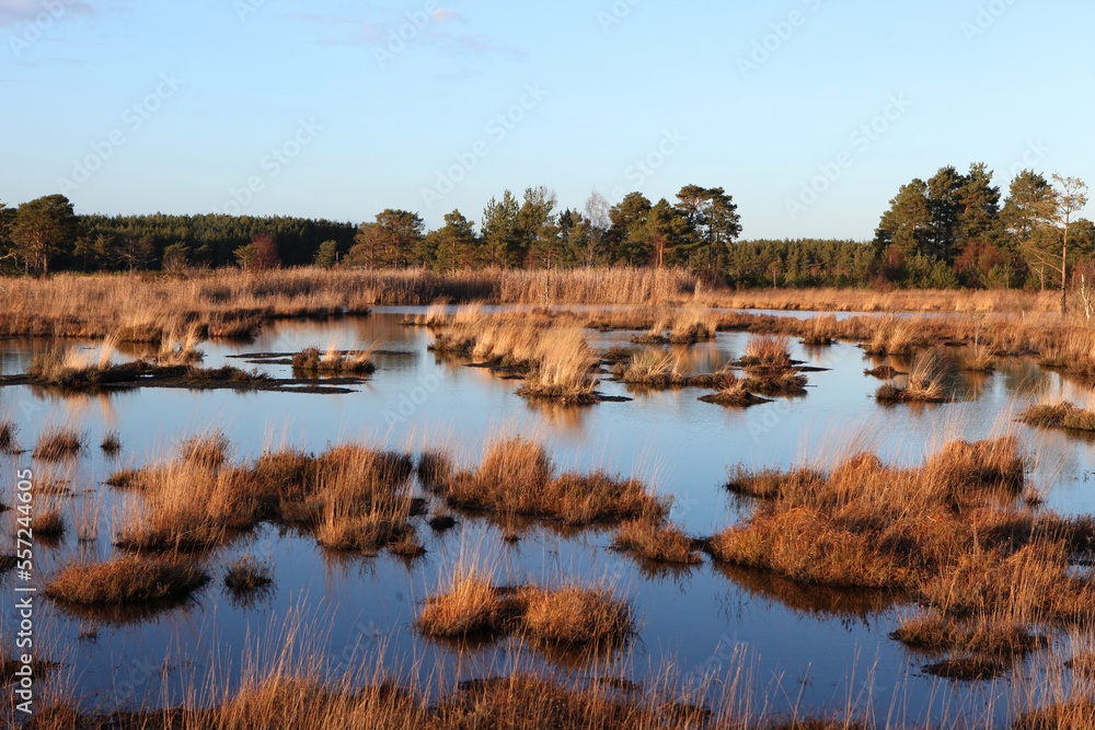 Fototapeta premium Bog pools at Thursley Common, Surrey, UK.