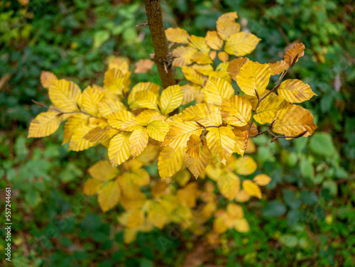 yellow leaves