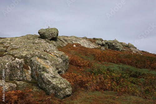 Colorful mosses and lichens on Skomer Island, Pembrokeshire Coast National Park, Wales, United Kingdom photo