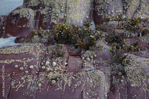 Seashells, limpets and algae on Caerfai Beach in Pembrokeshire Coast National Park, Wales, United Kingdom photo