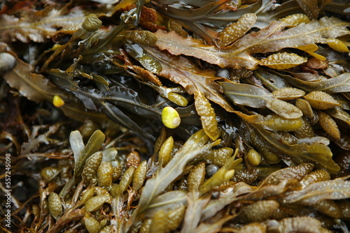 Algae on Caerfai Beach in Pembrokeshire Coast National Park, Wales, United Kingdom photo