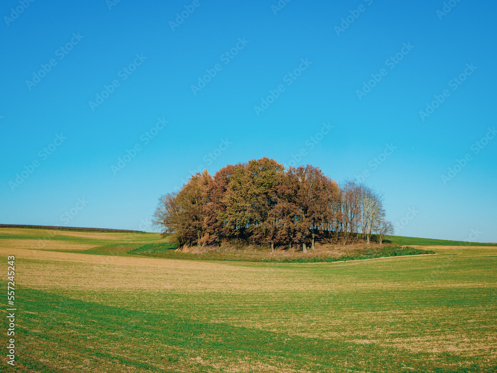 Fototapeta premium autumn landscape with tree
