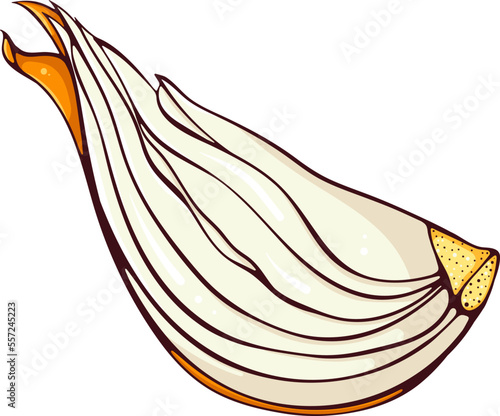 Sliced onion. Vector color illustrations in hand drawn cartoon style. Fresh organic food isolated on white. Close up onion vegetable. Element for cookbook, sticker, design