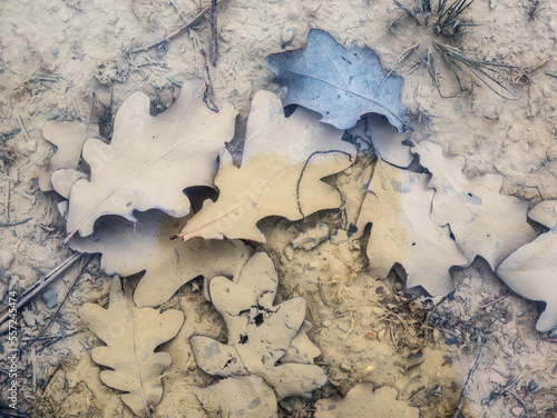 Leaves in a dirty puddle