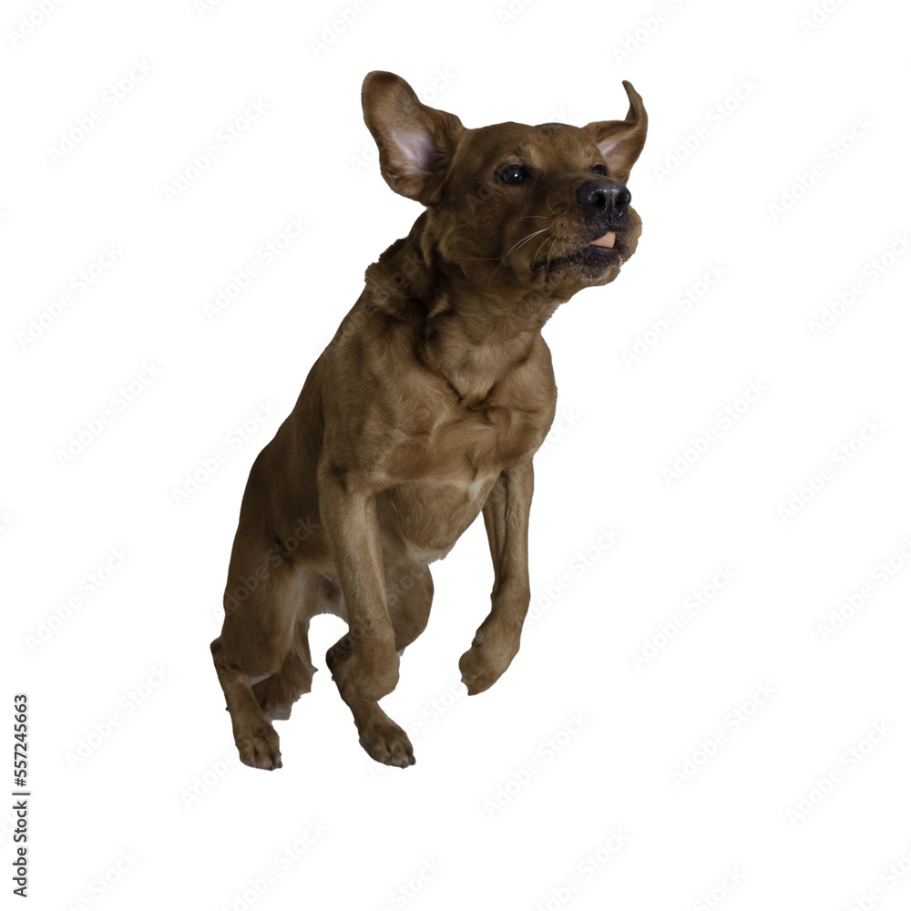 jumping labrador on a black background jumping labrador on a black background
