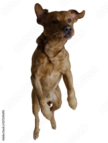 jumping labrador on a black background