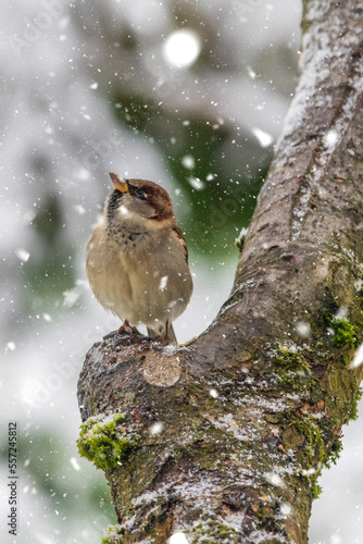 young sparrow is amazed at the first snow