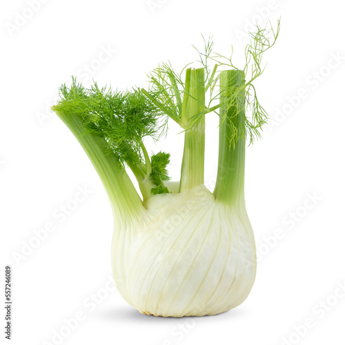 fresh fennel bulb isolated on white background photo