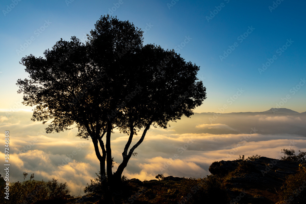 Silueta de un árbol al amanecer sobre la niebla (invierno)