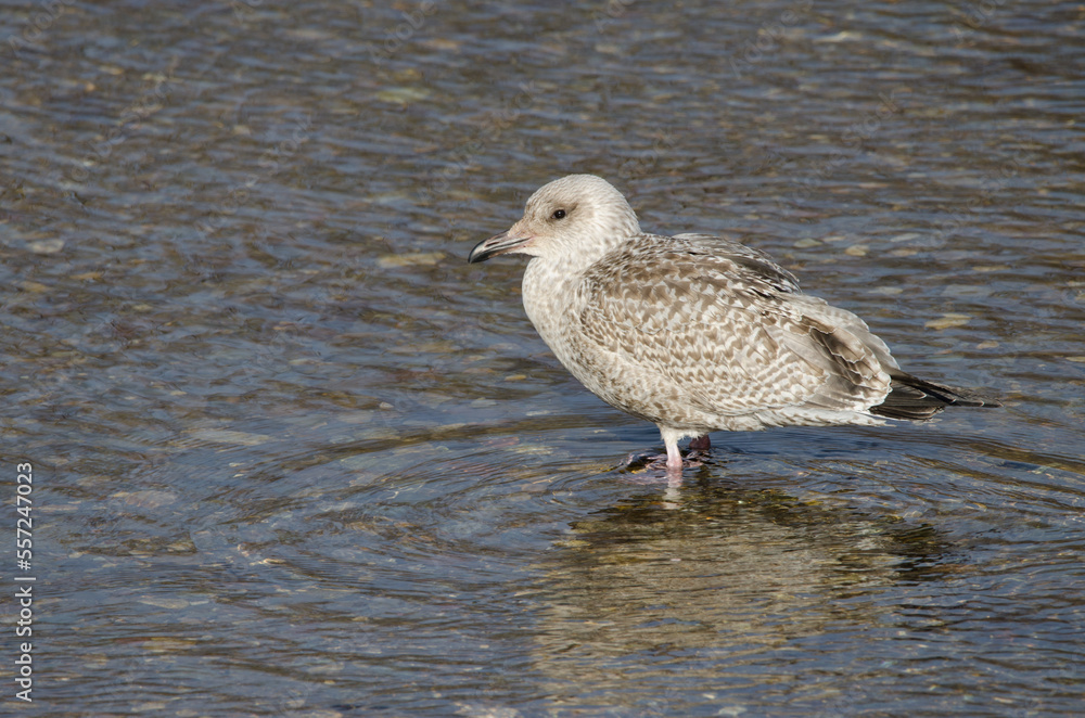 Obraz premium Juvenile Vega gull Larus argentatus vegae. Motosakumui Bashi. Shibetsu. Hokkaido. Japan.